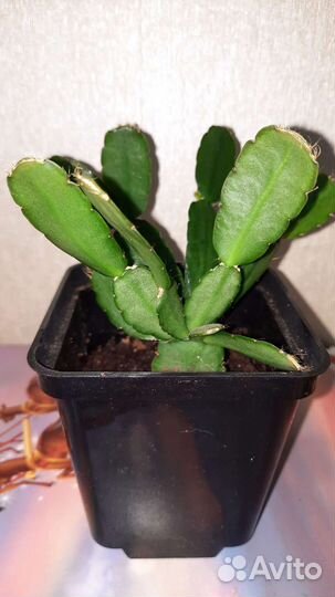 Декабрист, фикус