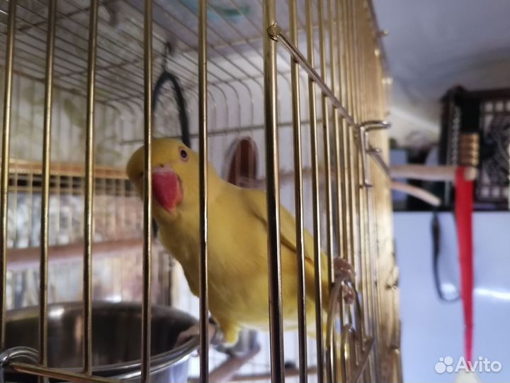 Ожереловый попугай выкормыш