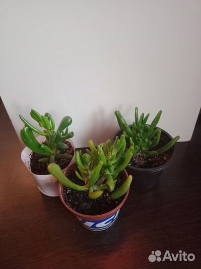 Красула Хоббит (денежное дерево)