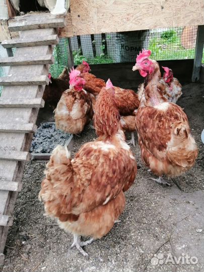 Куры несушки