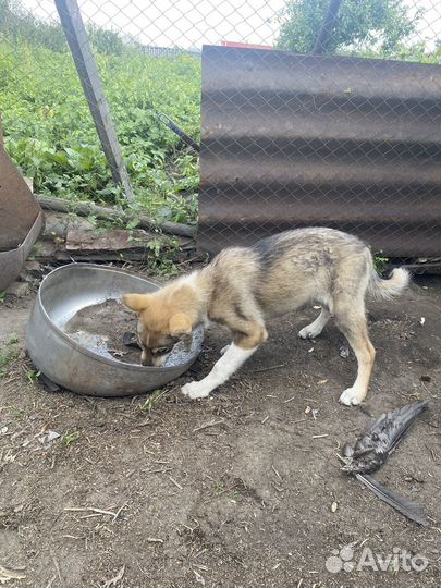 Щенки лайки