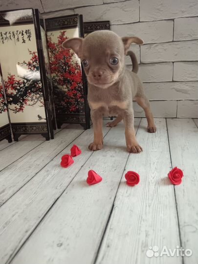 Щенки чихуахуа