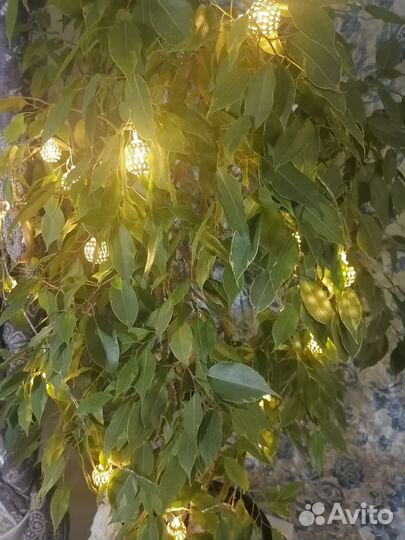 Фикусы сортовые