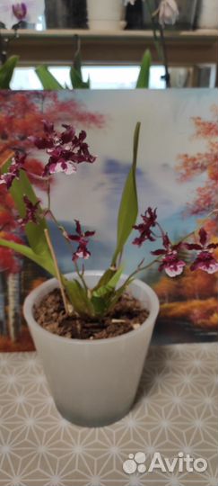 Орхидея камбрия и каттлея