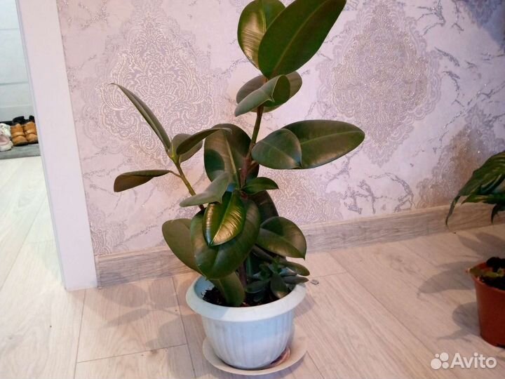 Комнатные цветы