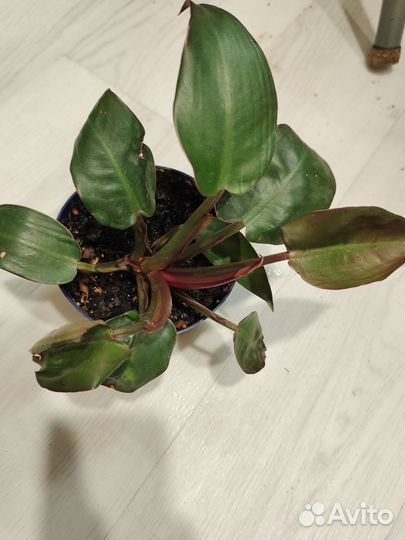 Сциндапсус, Фил Бразил и миканс