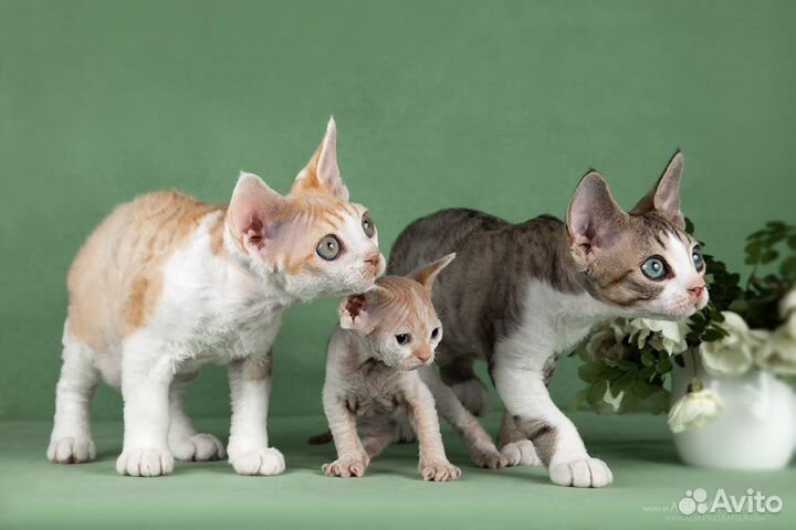 Девон-рекс, г.Москва