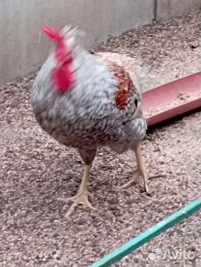 Петушки легбара