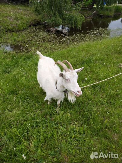 Зааненская дойная коза