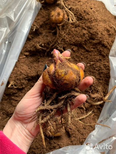 Луковицы лилий оптом