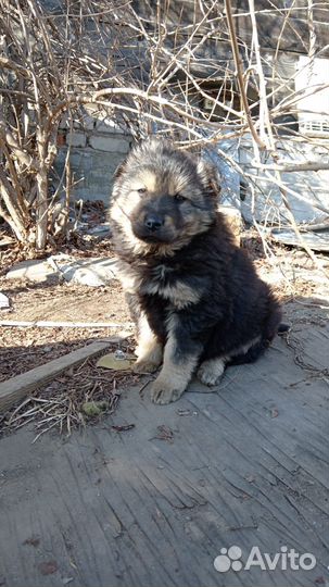 Щенки беспородные