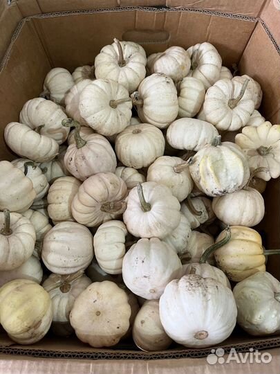 Тыква декоративная