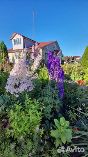 Семена многолетников