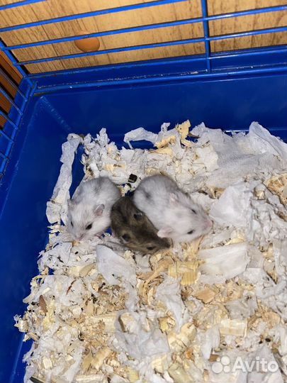 Джунгарский хомяк