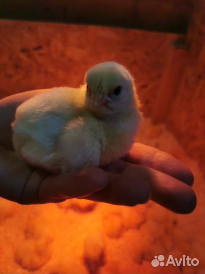 Цыплята бройлер суточные Росс/Кобб (Импорт)