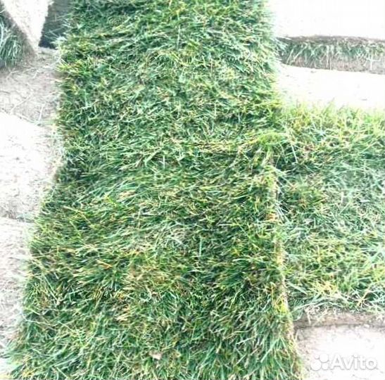 Газон. Рулонный газон