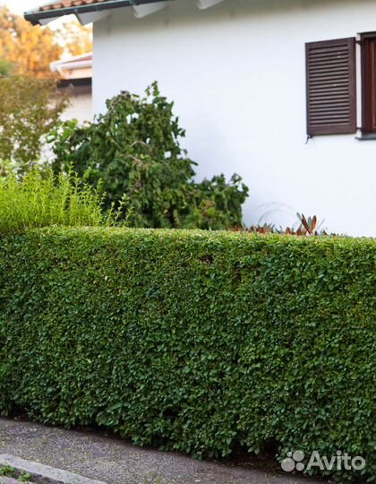 Бирючина живая изгородь