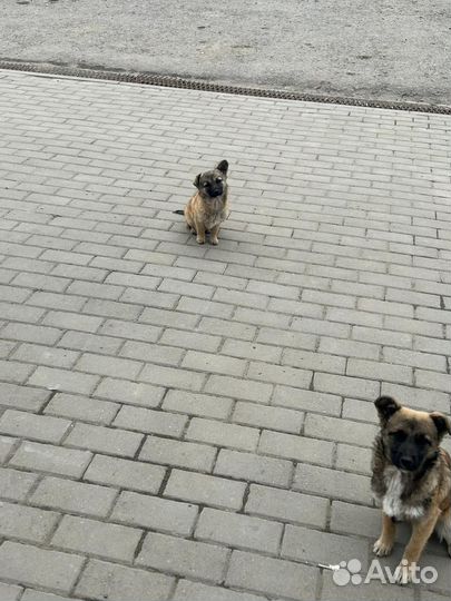 Собака в добрые руки щенки