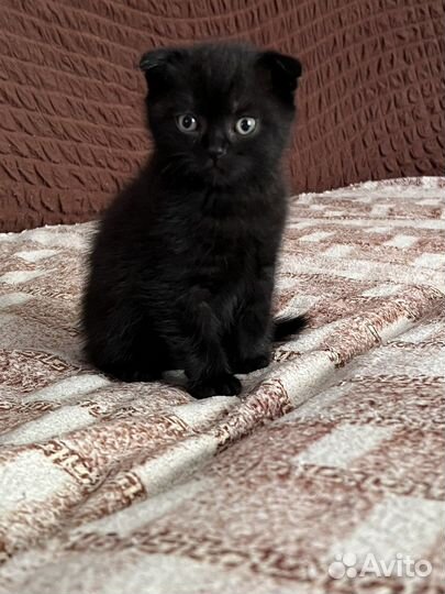Вислоухие котята