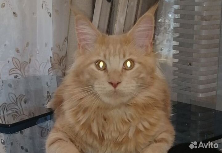 Кот мейн-кун вязка