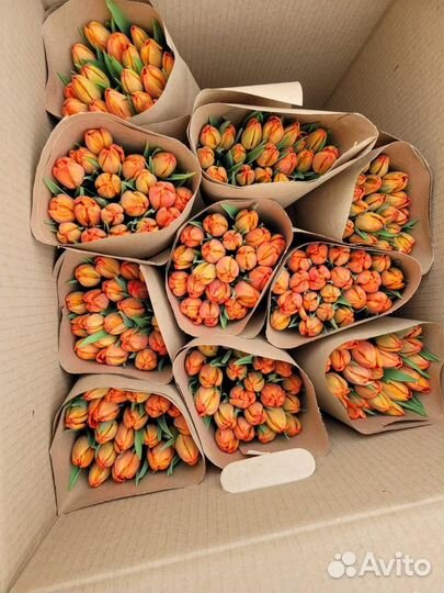 Тюльпаны оптом