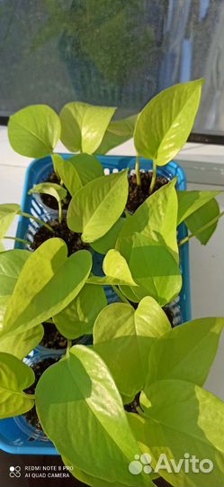 Сциндапсус Неон