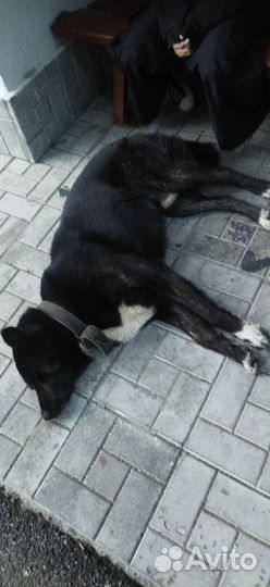 Собака в добрые руки отдам бесплатно