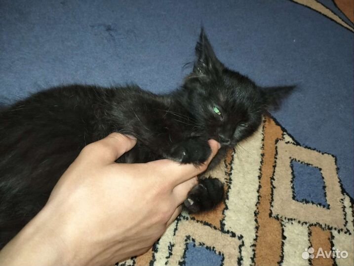 Котята 1,5 месяца отдам в добрые руки