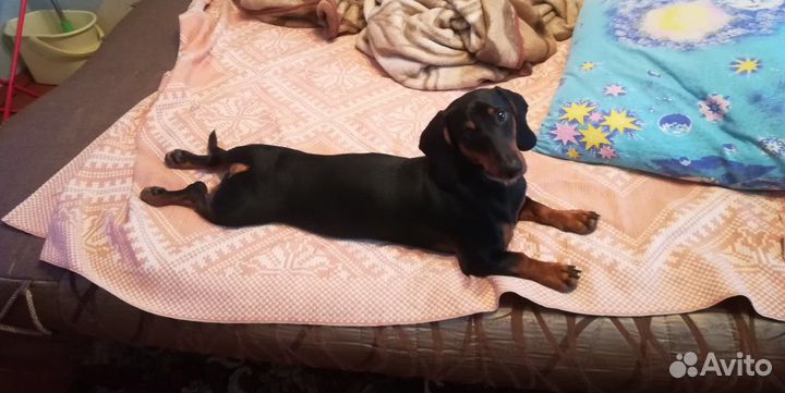 Вязка такса