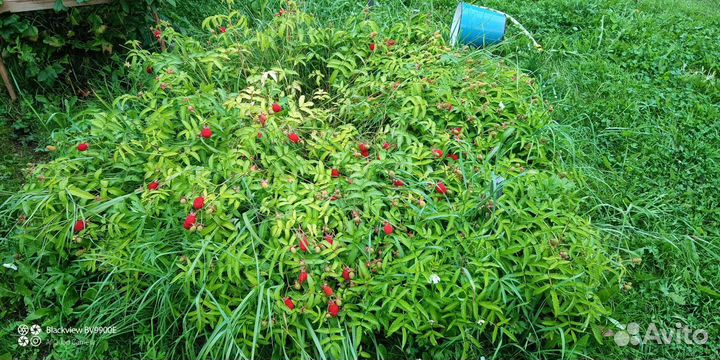 Тибетская малина