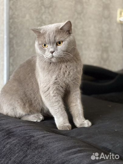 Британский кот