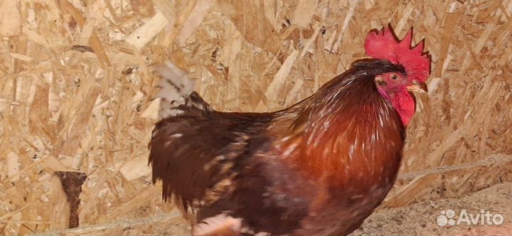 Петухи породы доминант