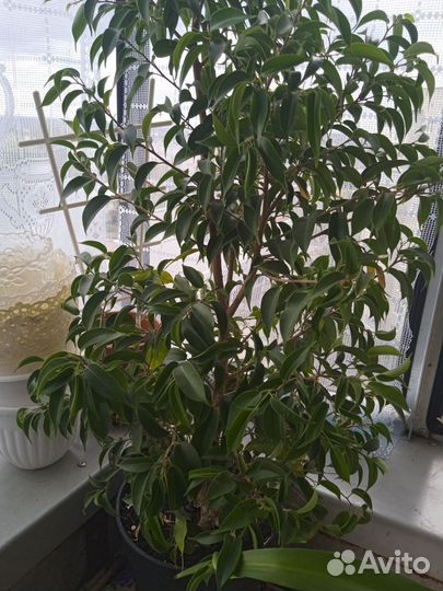 Фикус бенджамина