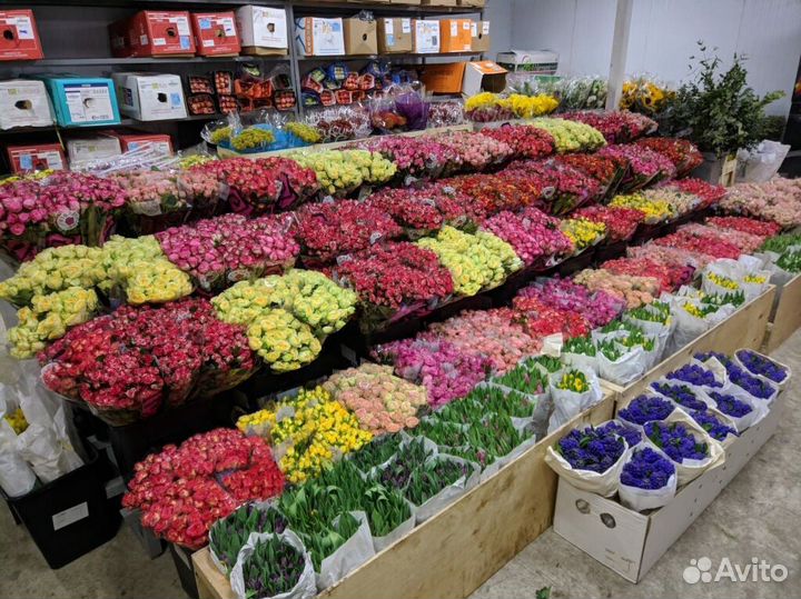 101 Роза Букеты Цветы Розы 25 51 151 Доставка