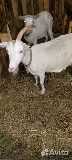 Коза дойная