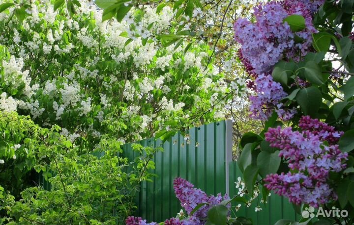 Сирень белая