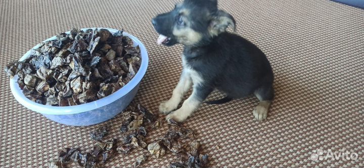 Лакомства для собак