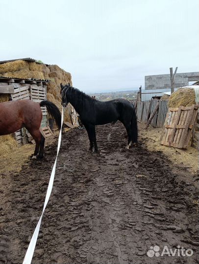 Лошадь жеребец