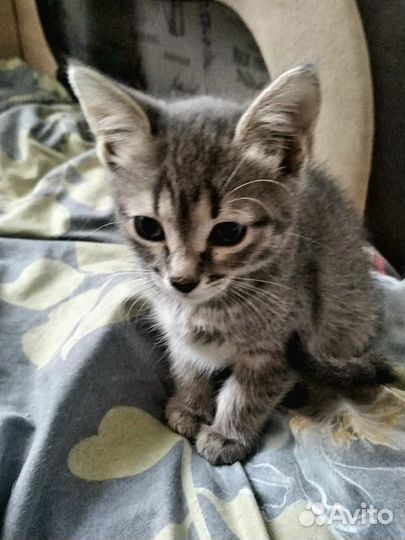 Котята ищут дом