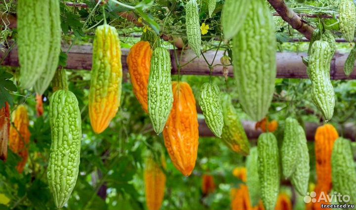 Момордика, съедобная, лечебная, семена