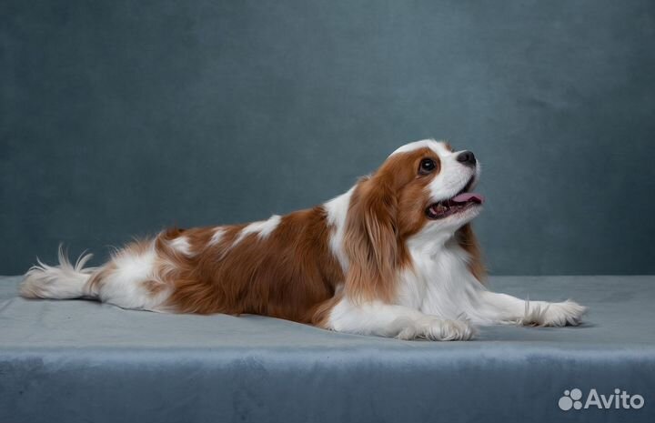 Кавалер кинг чарльз спаниель вязка