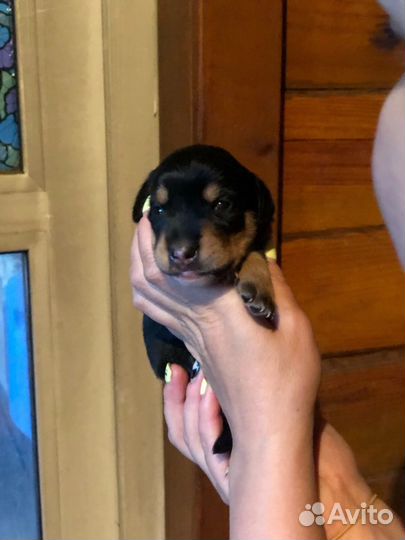 Щенки таксы