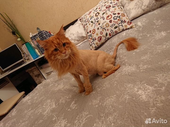 Стрижка кошек и котов