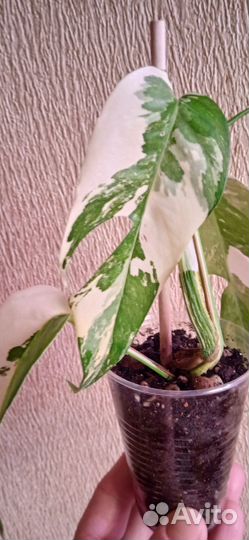 Эпипремнум Пиннатум вайт вариегатный