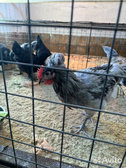 Грюнлегер петух