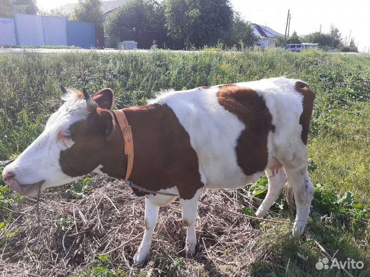 Первотелка