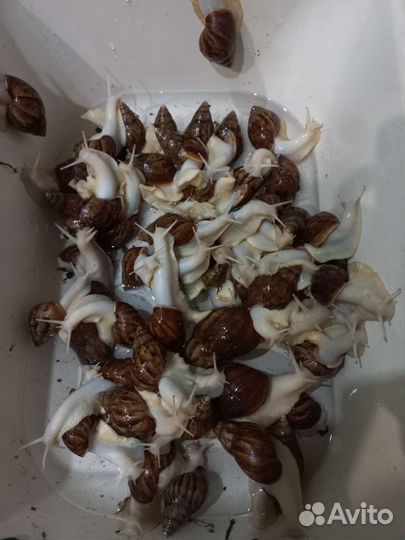 Улитки ахатины