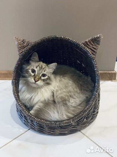 Товары для животных