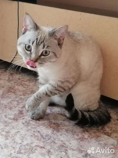Шотландский кот