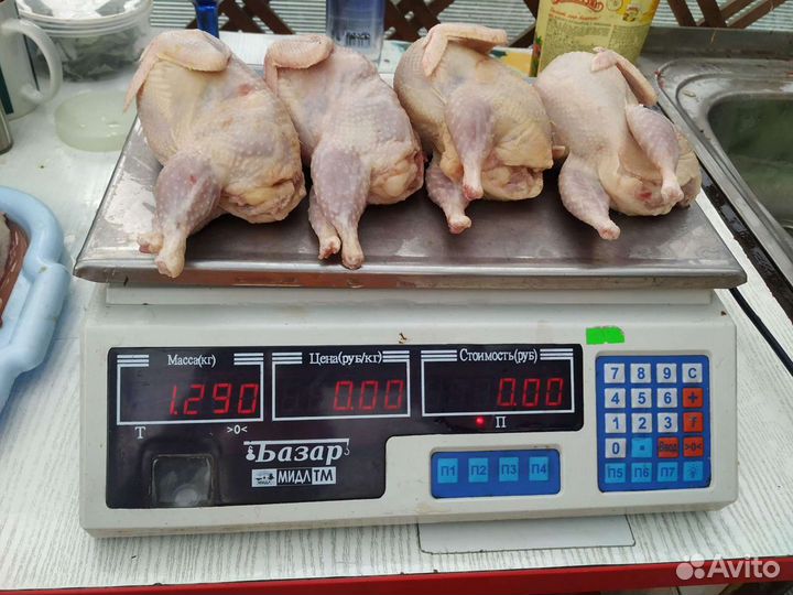 Перепел-белый гигант